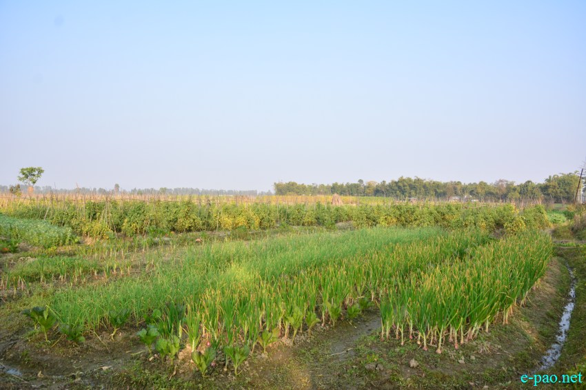 The winter vegetables  at Toubul village area under Bishnupur District :: January 13 2016