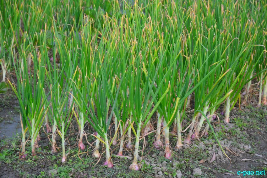 The winter vegetables  at Toubul village area under Bishnupur District :: January 13 2016