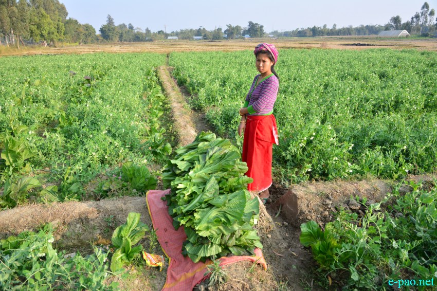 The winter vegetables  at Toubul village area under Bishnupur District :: January 13 2016