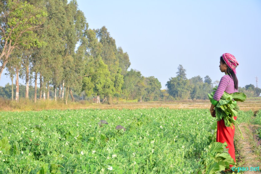 The winter vegetables  at Toubul village area under Bishnupur District :: January 13 2016