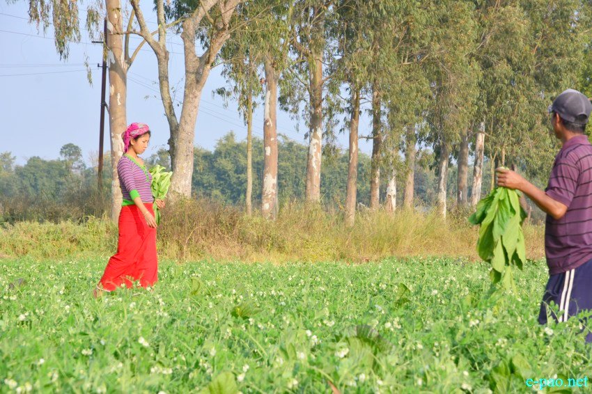 The winter vegetables  at Toubul village area under Bishnupur District :: January 13 2016