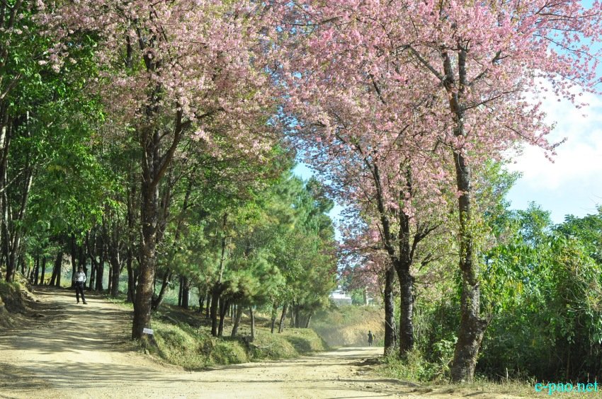 3rd Flower Festival / Manipur's 1st Cherry Blossom Festival at Kayinu Village, Mao :: 26th - 28th November 2017