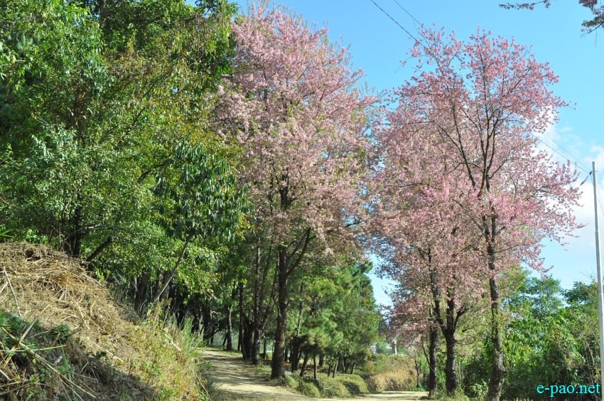 3rd Flower Festival / Manipur's 1st Cherry Blossom Festival at Kayinu Village, Mao :: 26th - 28th November 2017