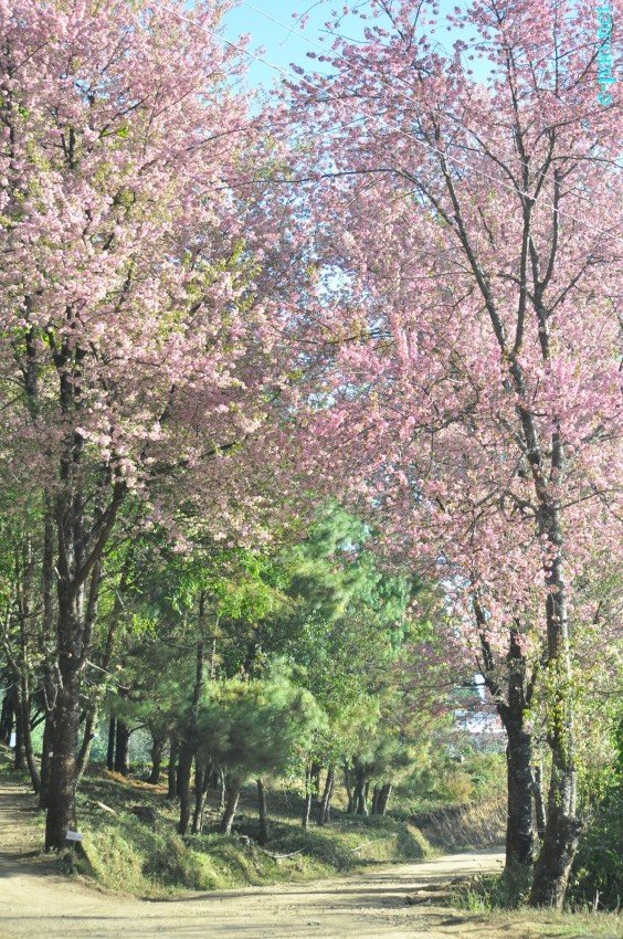 Manipur's 1st Cherry Blossom Festival at Kayinu Village, Mao :: 26th - 28th November 2017