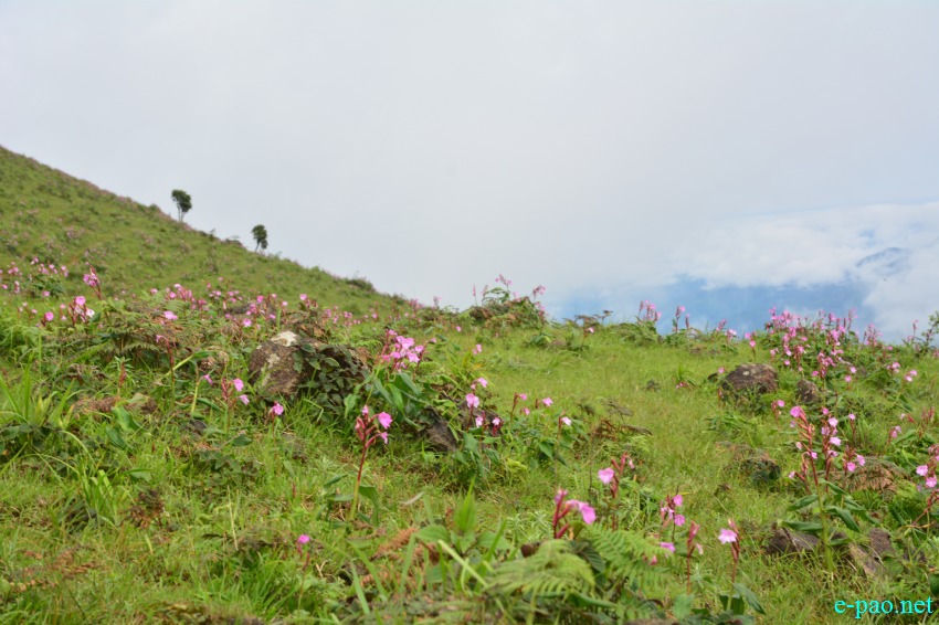 Singcha Wuya Won is a pink flower at Shingcha village, Kamjong district, Manipur :: July 2017