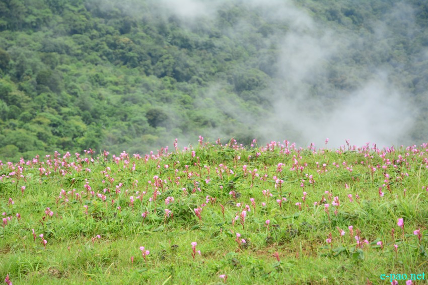 Singcha Wuya Won is a pink flower at Shingcha village, Kamjong district, Manipur :: July 2017