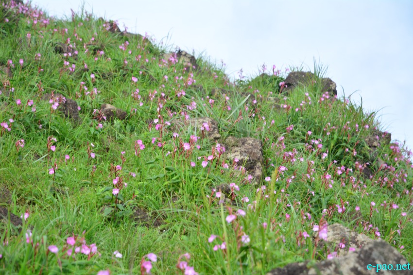 Singcha Wuya Won is a pink flower at Shingcha village, Kamjong district, Manipur :: July 2017