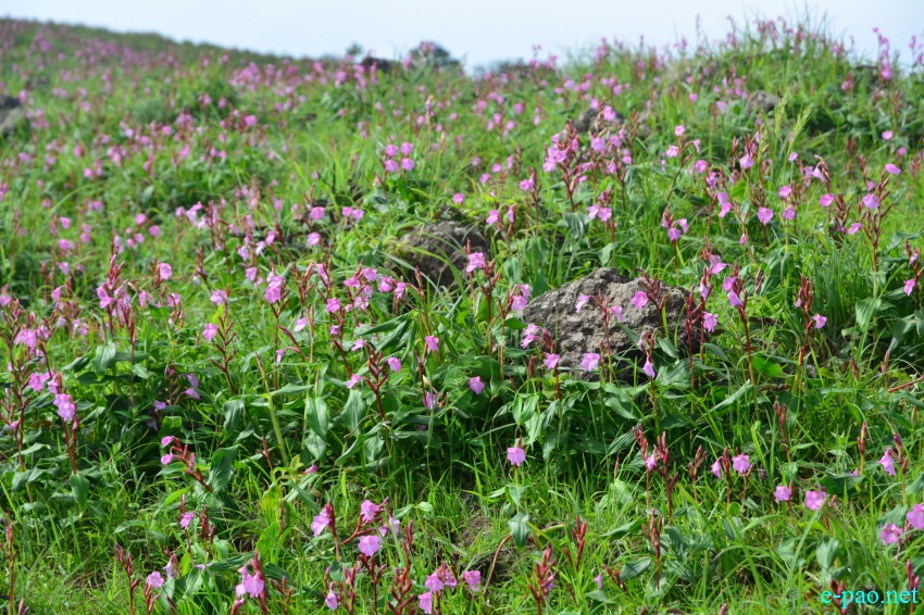 Singcha Wuya Won is a pink flower at Shingcha village, Kamjong district, Manipur :: July 2017