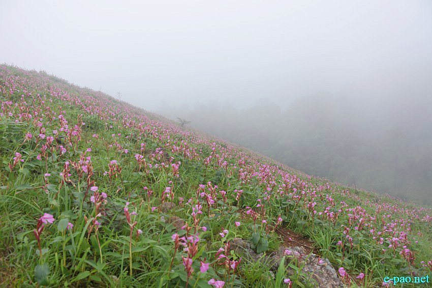  Wuyawon - flower grown on the hilly slopes of Mount Wuya Kachui in Kamjong District :: 16th July 2019  