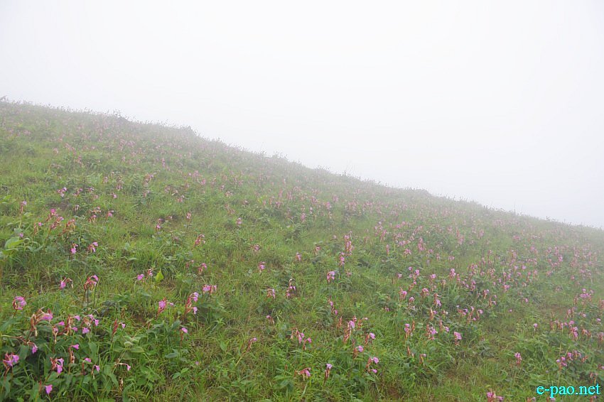 Wuyawon - flower grown on the hilly slopes of Mount Wuya Kachui in Kamjong District :: 16th July 2019