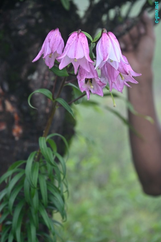 Shirui Lily as seen during Shirui Lily Festival 2022 at Shirui Hills, Ukhrul :: May 26 - May 29 2022