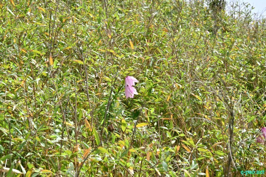 Shirui Lily as seen during Shirui Lily Festival 2022 at Shirui Hills, Ukhrul :: May 26 - May 29 2022