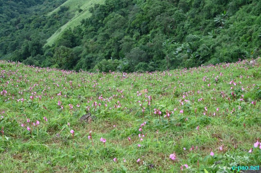 Singcha Wuya Won is a pink flower at Shingcha village, Kamjong district, Manipur ::  20th July 2022