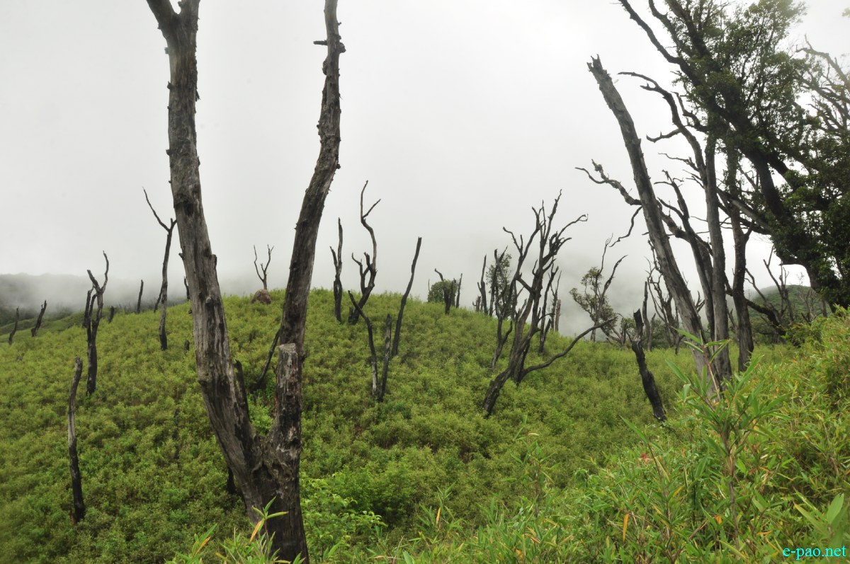 The pristine summer landscape of Dzuko Valley , Manipur :: Second Week June 2014