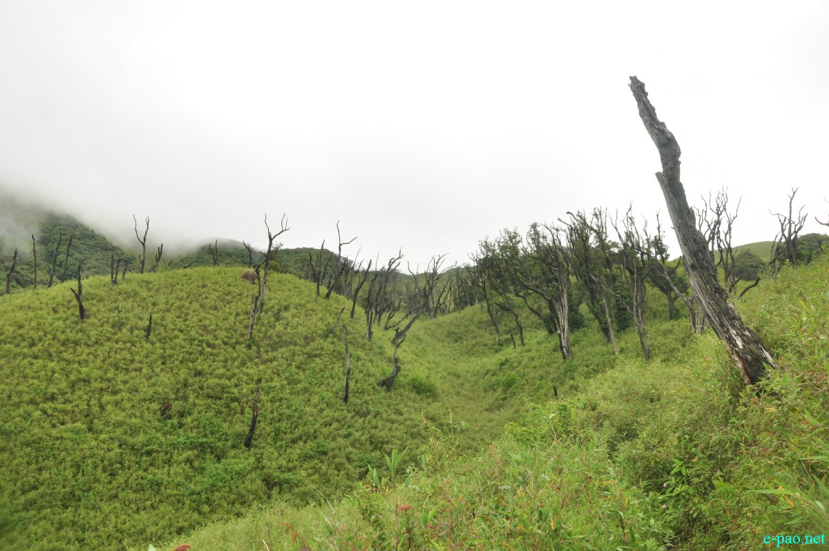 The pristine summer landscape of Dzuko Valley , Manipur :: Second Week June 2014