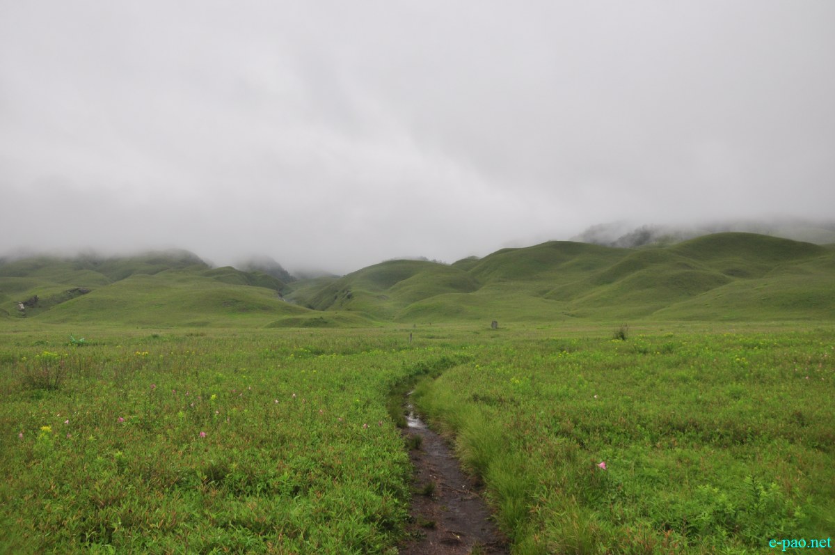 The pristine summer landscape of Dzuko Valley , Manipur :: Second Week June 2014