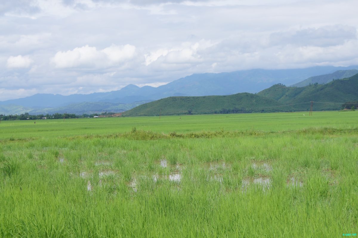 Rangekharason-Sabam Loukol in Imphal East which is one the largest loukon (Paddy field) as seen during August 2014