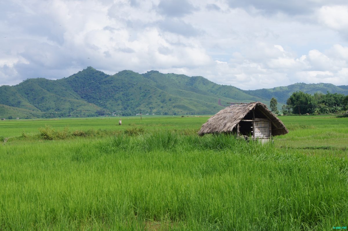 Rangekharason-Sabam Loukol in Imphal East which is one the largest loukon (Paddy field) as seen during August 2014 