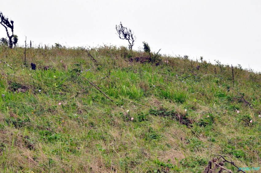 Shirui Ching Kaba : landscape of Shirui (Siroy) Hills :: Third Week May 2014