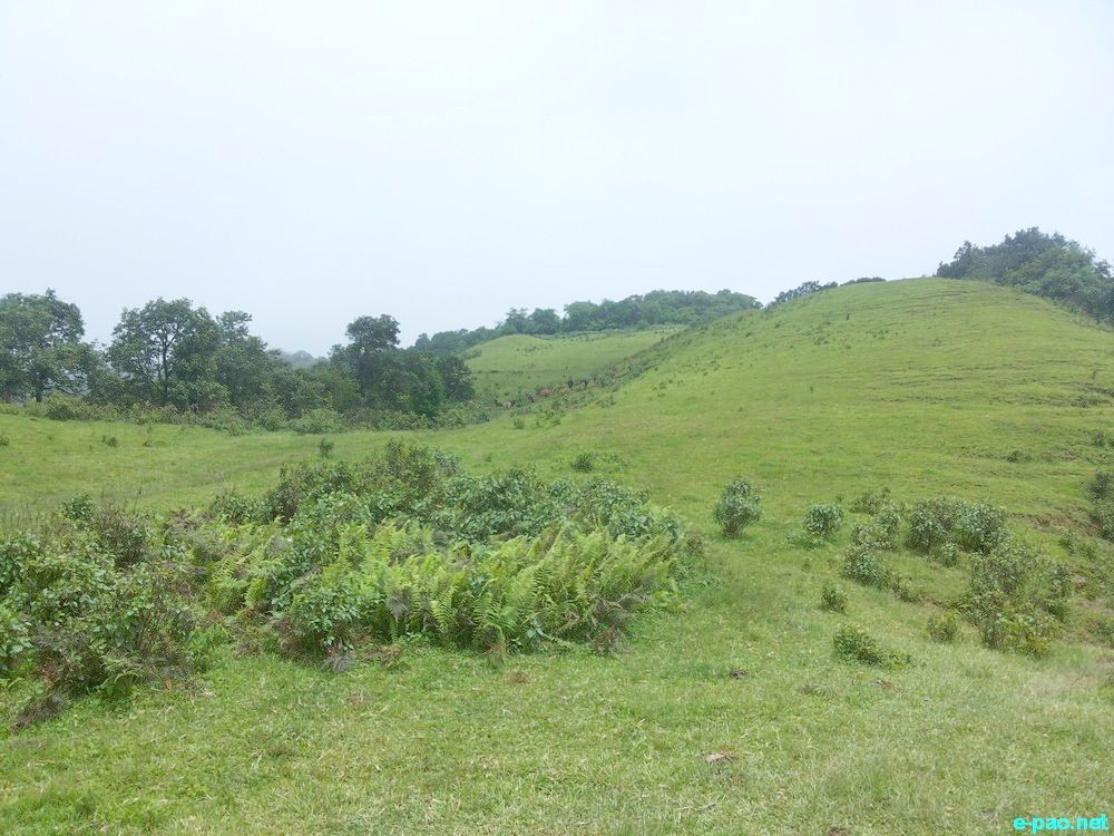 The verdant hilly landscape of Longa Koireng Hills :: Mid July 2015