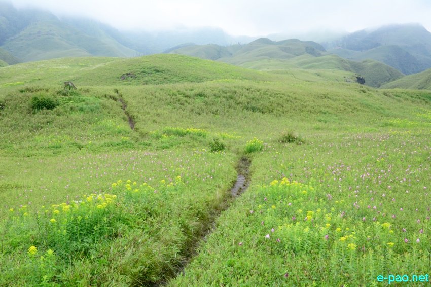 Beautiful Landscape of Dzukou Valley in Senapati district, Manipur :: second week of June 2016