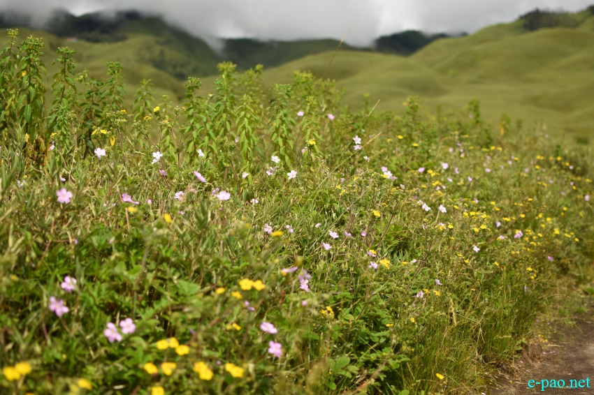 Trekking to Dzukou Valley in Senapati district, Manipur :: 25th to 27th August 2018