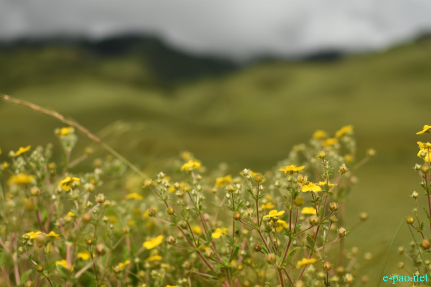 Trekking to Dzukou Valley in Senapati district, Manipur :: 25th to 27th August 2018