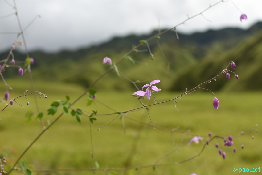 Trekking to Dzukou Valley in Senapati district, Manipur :: 25th to 27th August 2018