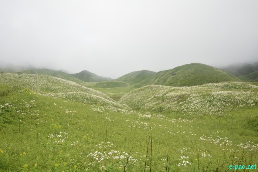 Beautiful Landscape of Dzukou Valley in Senapati district, Manipur :: First Week of July 2019