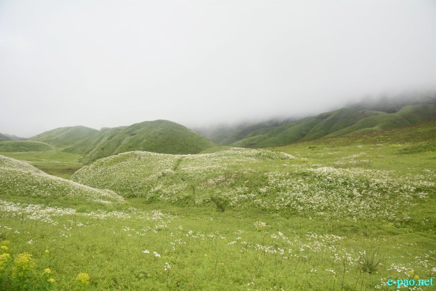 Beautiful Landscape of Dzukou Valley in Senapati district, Manipur :: First Week of July 2019