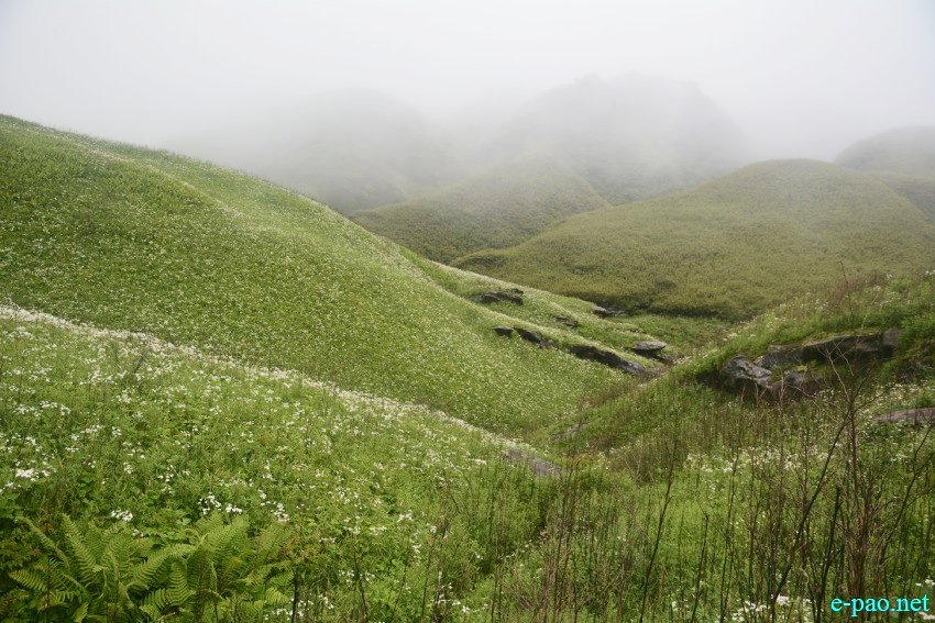 Beautiful Landscape of Dzukou Valley in Senapati district, Manipur :: First Week of July 2019