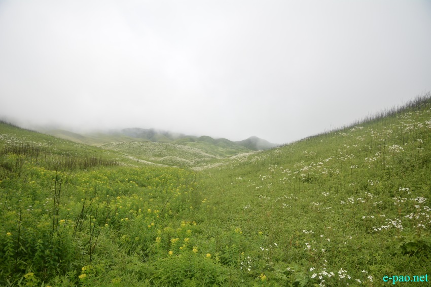 Beautiful Landscape of Dzukou Valley in Senapati district, Manipur :: First Week of July 2019
