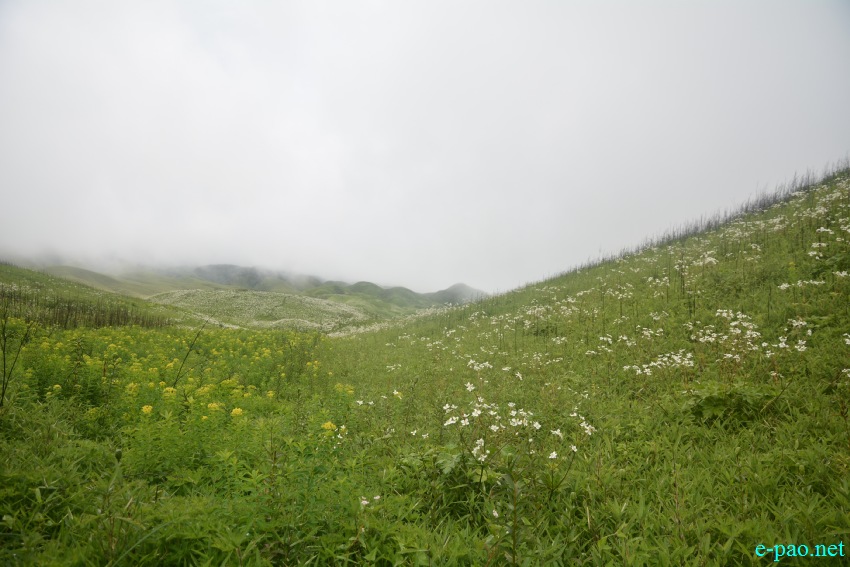 Beautiful Landscape of Dzukou Valley in Senapati district, Manipur :: First Week of July 2019