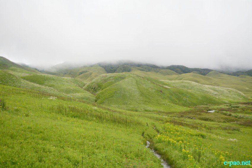Beautiful Landscape of Dzukou Valley in Senapati district, Manipur :: First Week of July 2019
