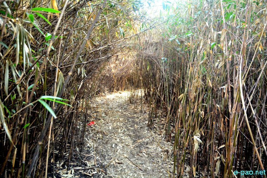 Tenwa - A type of Bamboo found at Mount Koubru, one of the highest mountain in Manipur :: 22nd April 2021