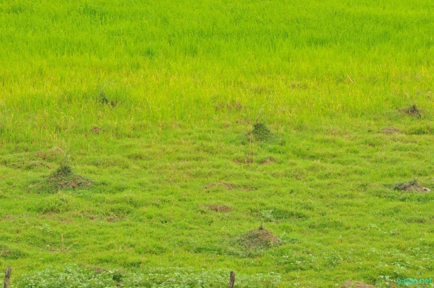 Waterways at Khodrak in Bishnupur district of Manipur :: May 2014