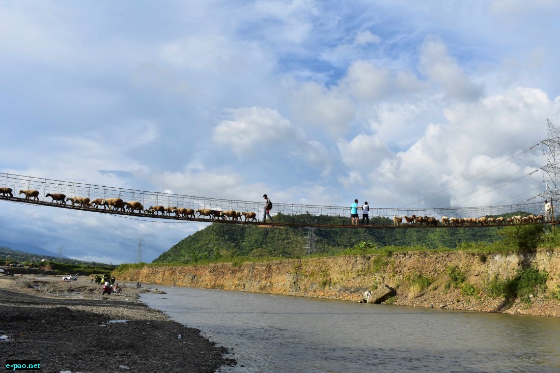 Sheep and Cattle crossing Sekmai River (connecting Hatikhuwaha, Kanglatongbi & Phaileng) :: August 2022