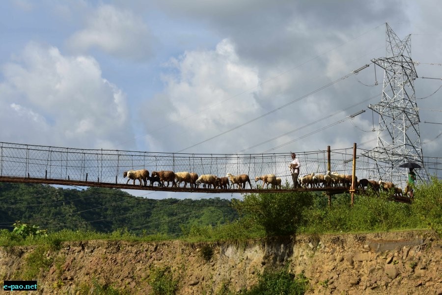 Sheep and Cattle crossing Sekmai River (connecting Hatikhuwaha, Kanglatongbi & Phaileng) :: August 2022
