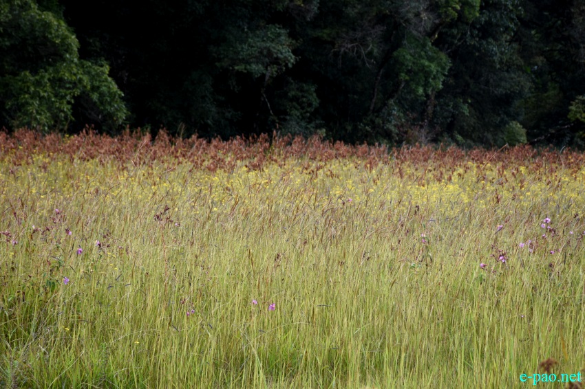 Buning Meadow  / Piulong Valley in Tamenglong District :: 11th November 2019