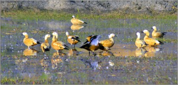 File pic of migratory birds