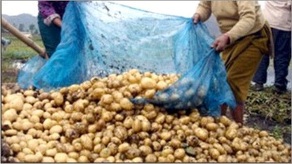 File pic of potato yield at Ishikha village