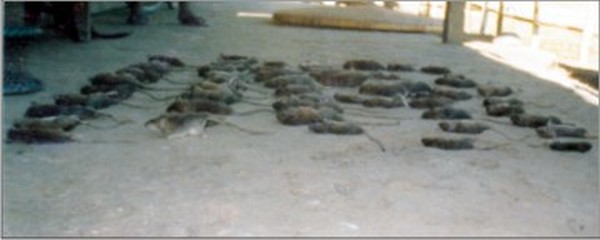 Rats killed by villagers put on display