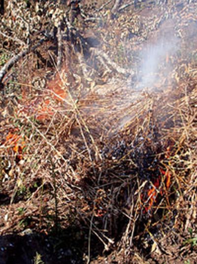 Poppy plantation found in Sajik Tampak