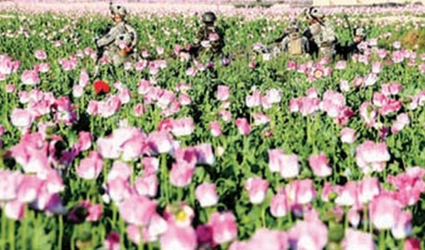 File photo of security forces destroying a poppy field