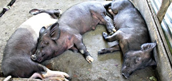 File picture of ailing pigs at a piggery 