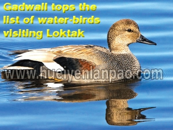 Gadwall tops the list of water-birds visiting Loktak