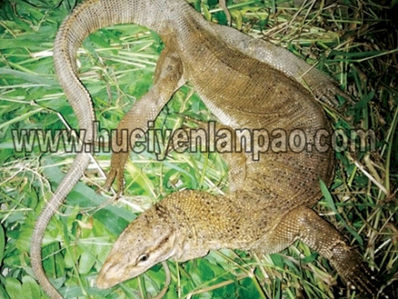 Monitor lizard, Tokay Gecko rescued  on June 12 2013