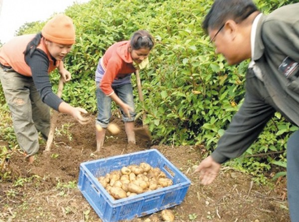 Regional Potato Farm at Mao