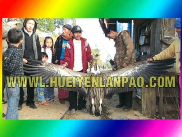 The pic of the Himalayan Griffon Vulture which was killed by the hunter, based on which the report was published