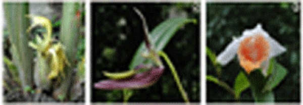 Zingiber / Dendrobium Tamenglongense / Ione Kipgenii